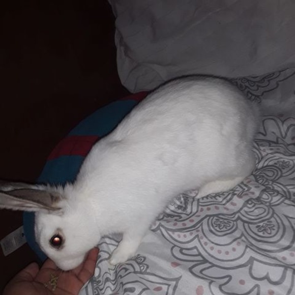 Meet your Posher, Carlos - Picture 1 of 1